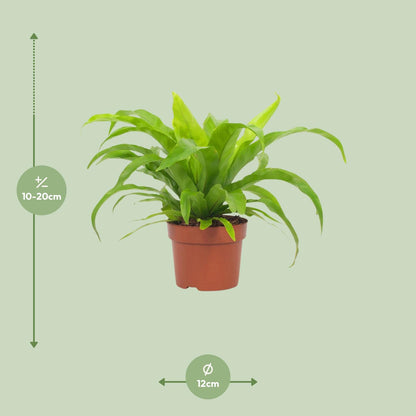 Streifenfarn 'Asplenium Antiquum' 12 cm – Pflegeleicht & Luftreinigend