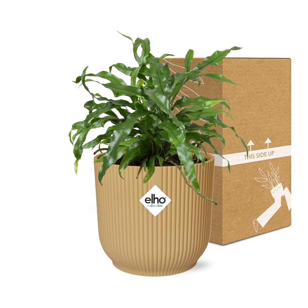 Känguru-Farn (Microsorum diversifolium) in ELHO Vibes Fold Gelb 14cm