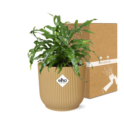Känguru-Farn (Microsorum diversifolium) in ELHO Vibes Fold Gelb 14cm