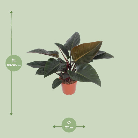 Philodendron Congo Red – Pflegeleichte Zimmerpflanze Ø27cm