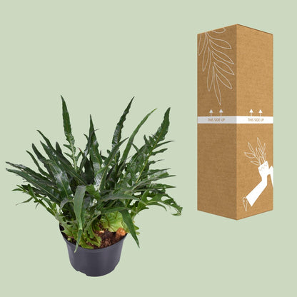 Aglaomorpha coronans – Eleganter Santa Rosa Farn Ø23cm