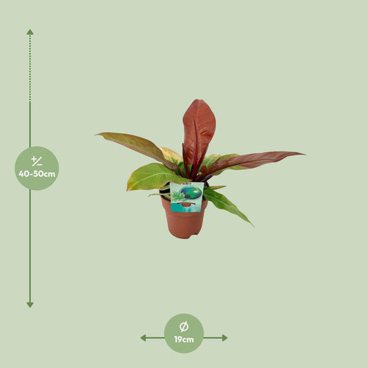 Philodendron 'Prince of Orange' – 45 cm pflegeleichte Zimmerpflanze