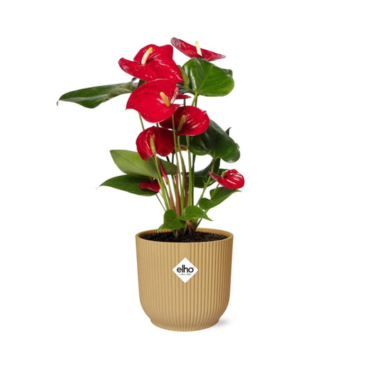 Anthurium Red 12cm im ELHO Vibes Fold Topf Gelb