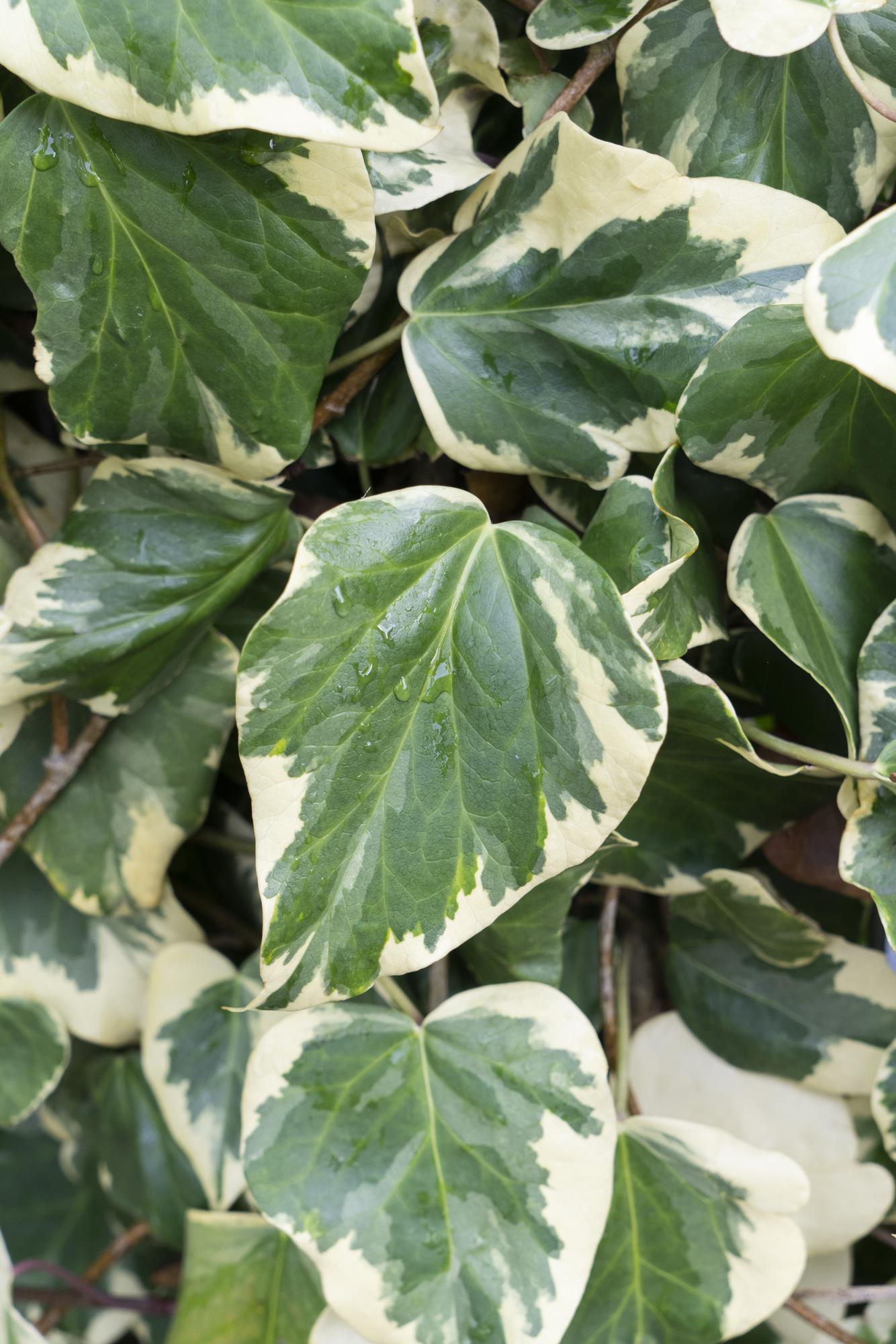 Efeu 'Dentata Variegata' – pflegeleichte Kletterpflanze Ø15cm