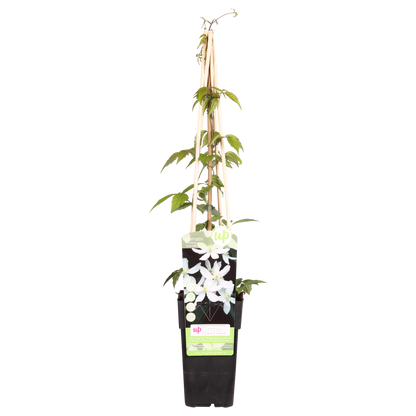 Clematis Montana 'Grandiflora' – Duftende Kletterpflanze Ø15cm