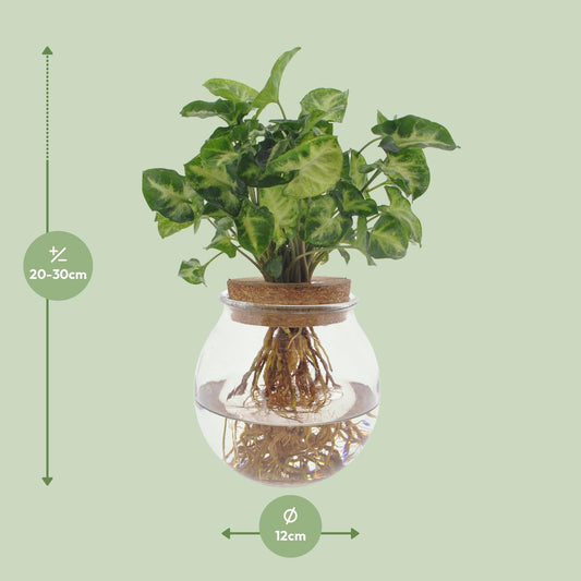 Syngonium Pixie – Zwerg-Purpurtute Ø12cm, 30cm hoch