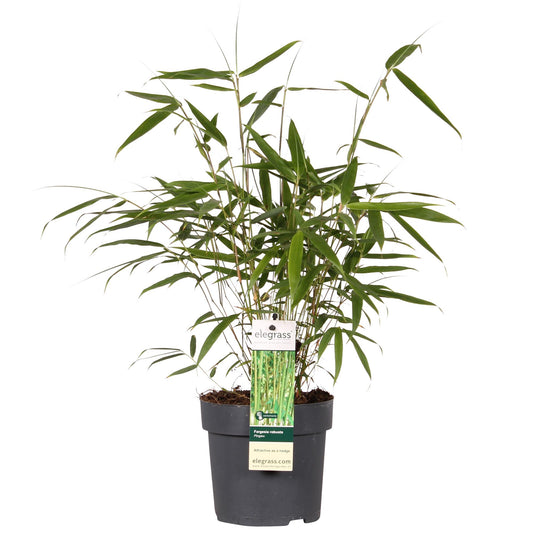 Fargesia robusta 'Pingwu' – Pflegeleichter Bambus Ø14cm