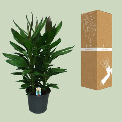 Cordyline Glauca – Pflegeleichte Zimmerpflanze Ø19cm