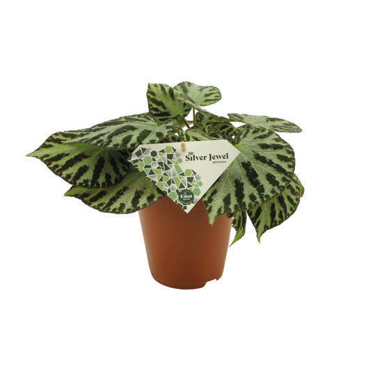 Begonia Silver Jewell – Pflegeleichte Zimmerpflanze Ø15 cm