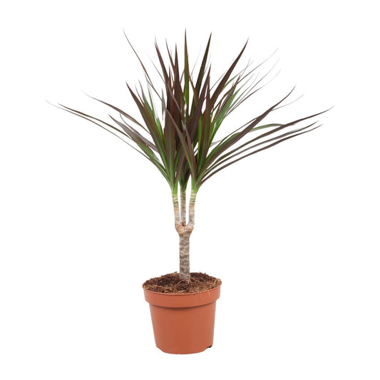 Dracaena Magenta – Pflegeleichter Drachenbaum Ø12cm, 50cm hoch