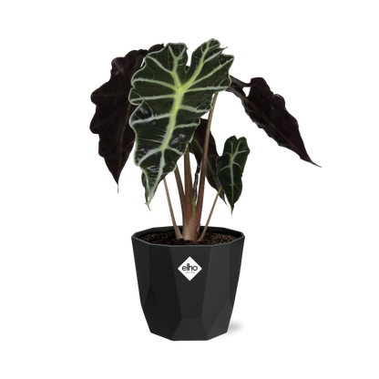 Alocasia ‘Polly’ in 14cm b.for rock living black