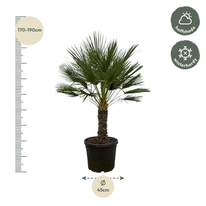 Chamaerops Humilis Zwergpalme auf Stamm 150 cm