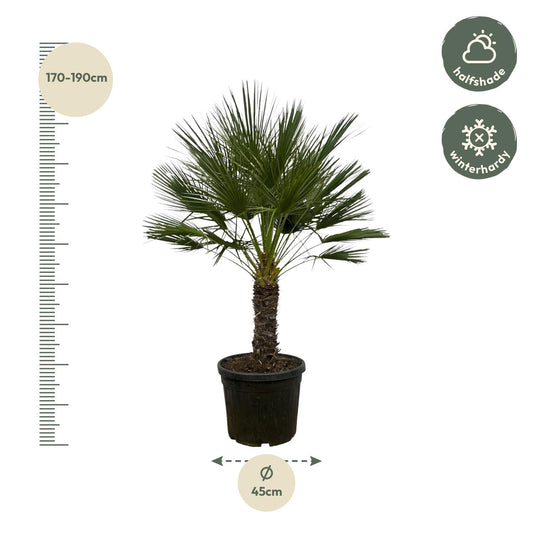 Chamaerops Humilis Zwergpalme auf Stamm 150 cm