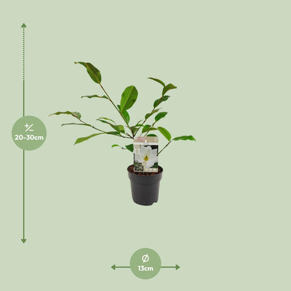 Michelia Fairy Magnolia Cream – Elegante Gartenmagnolie Ø13cm