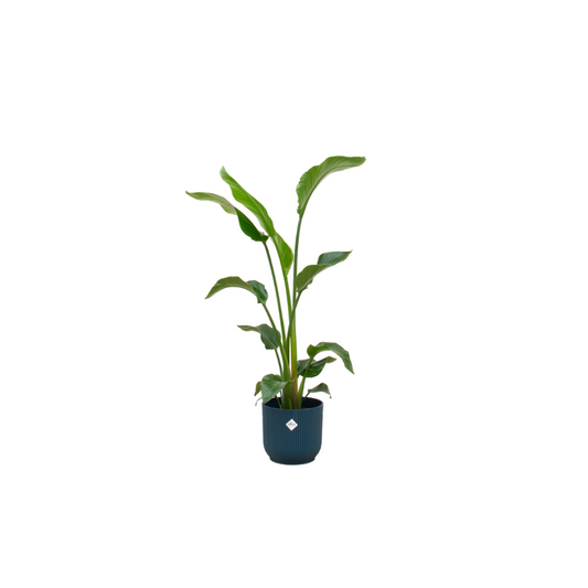 Strelitzia Nicolai mit elho Vibes Fold Round Topf Ø22 cm