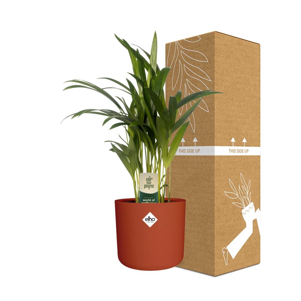Dypsis Lutescens Bambuspalme 12 cm im ELHO b.for soft Topf