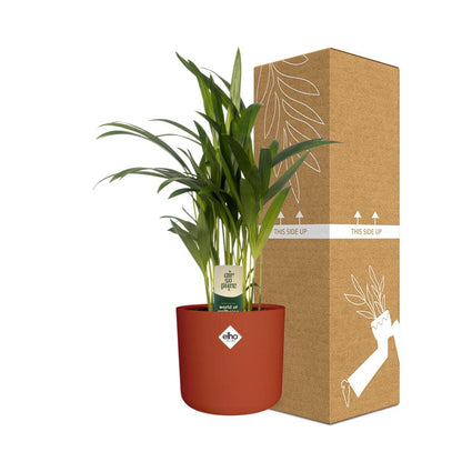 Dypsis Lutescens Bambuspalme 12 cm im ELHO b.for soft Topf