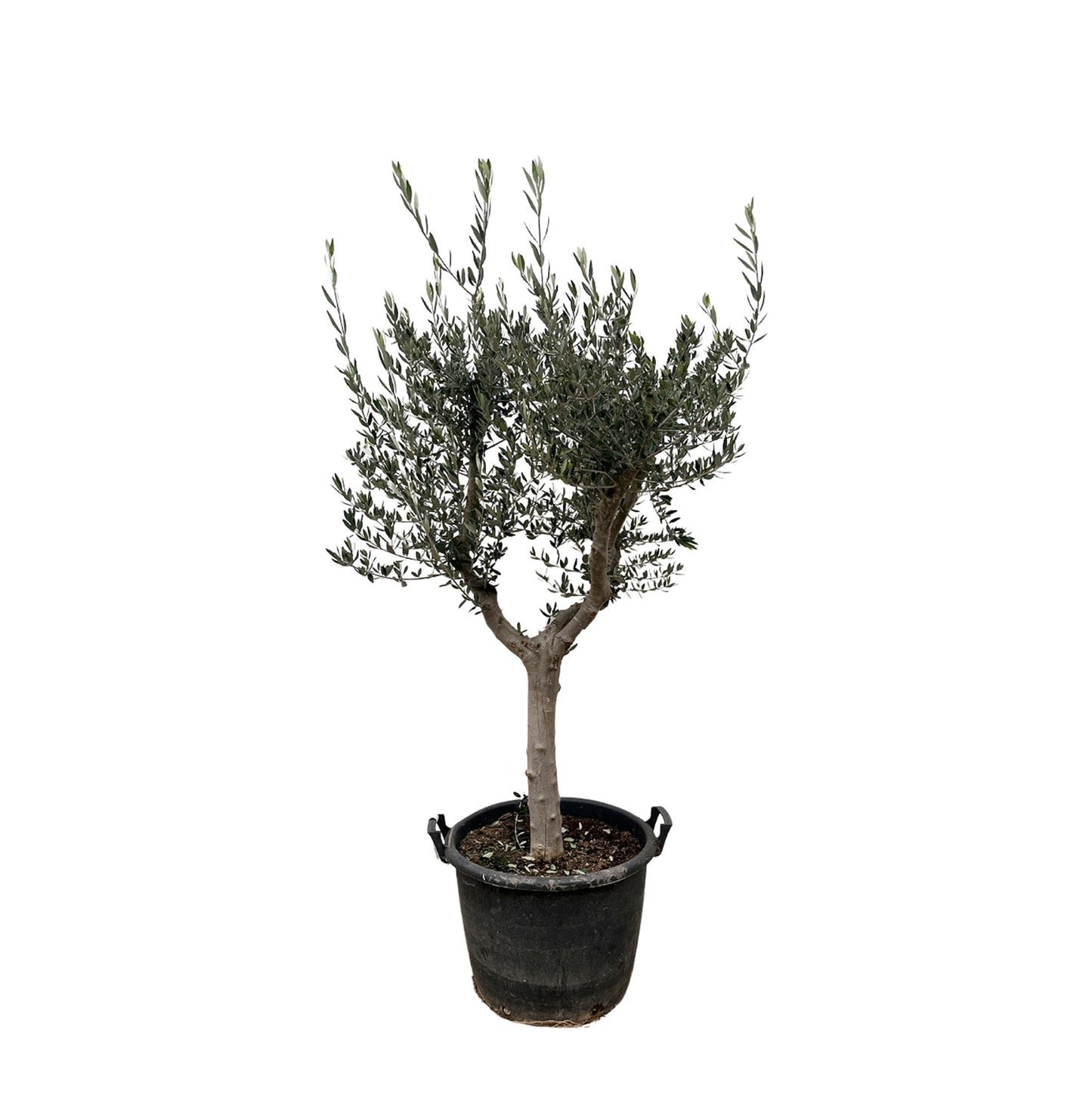 Olea Europaea Cultivo – Eleganter Olivenbaum 220 cm