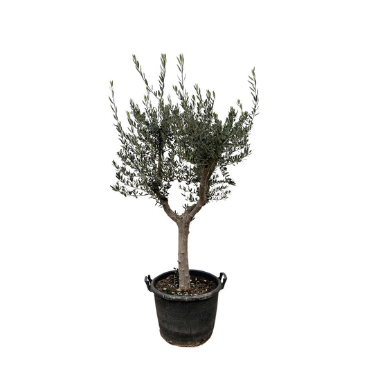 Olea Europaea Cultivo – Eleganter Olivenbaum 220 cm