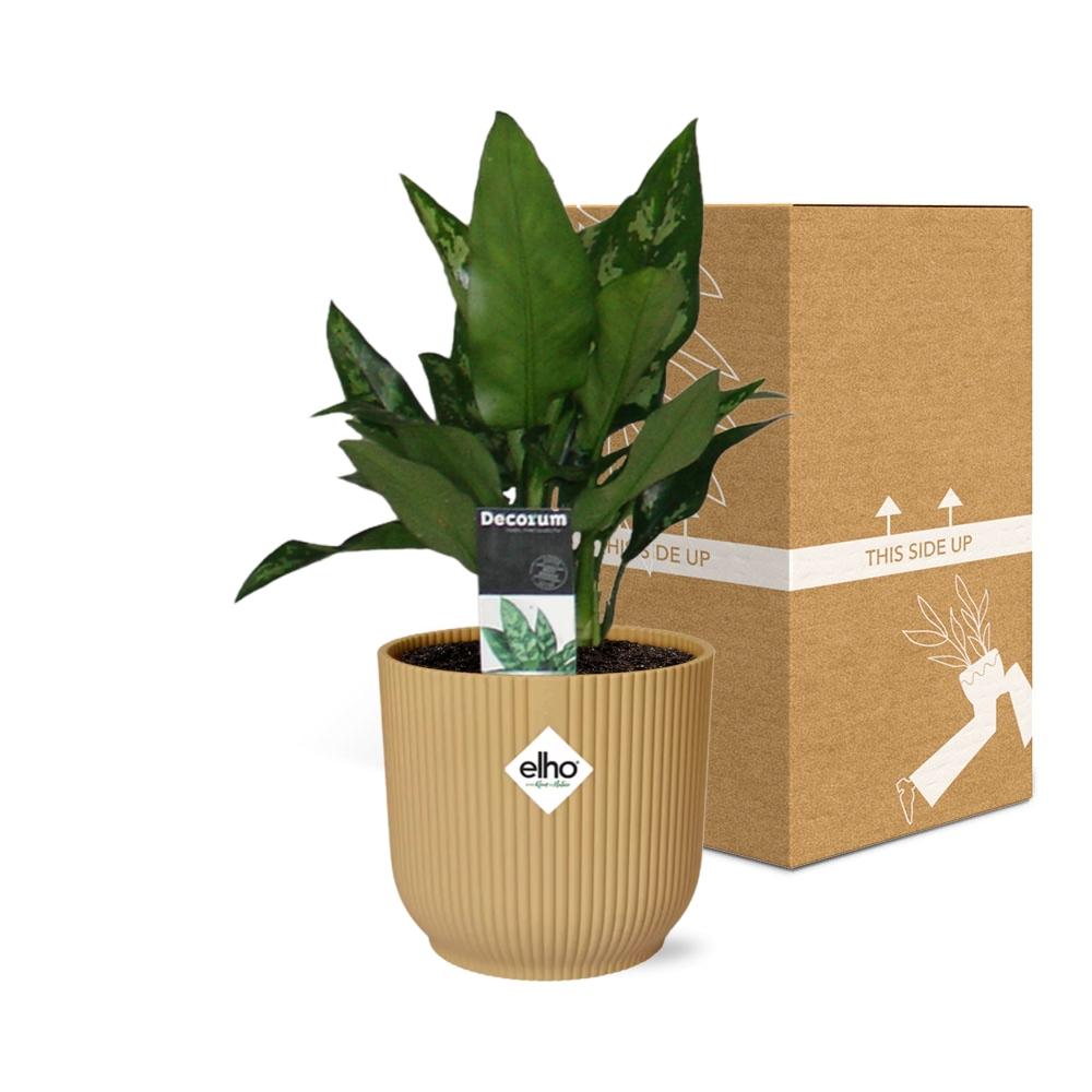 Aglaonema Maria in ELHO Vibes Fold 14cm gelb – Luftreinigende Zimmerpflanze