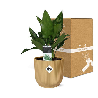 Aglaonema Maria in ELHO Vibes Fold 14cm gelb – Luftreinigende Zimmerpflanze
