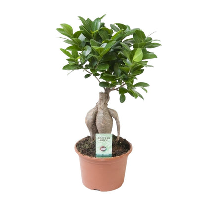 Ficus Ginseng – Pflegeleichter Zimmerbaum Ø15 cm