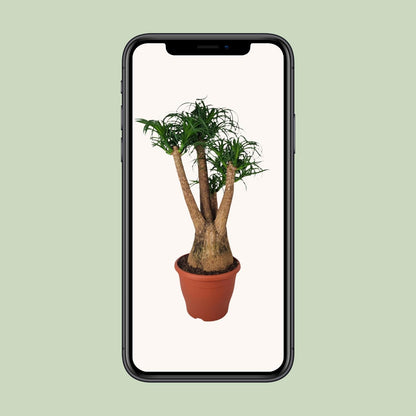 Beaucarnea Nolina – Elefantenfuß Ø29cm, 90cm Höhe