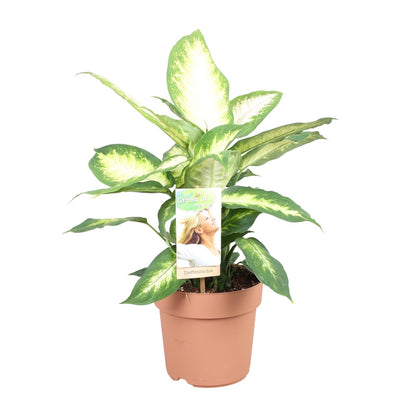 Dieffenbachia Camilla – Pflegeleichte Zimmerpflanze 45 cm