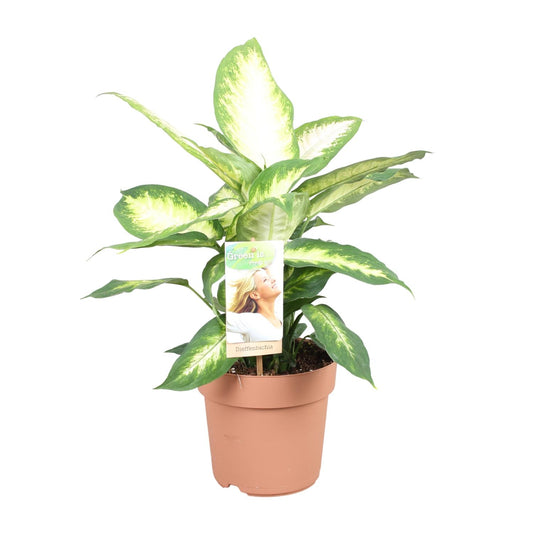 Dieffenbachia Camilla – Pflegeleichte Zimmerpflanze 45 cm