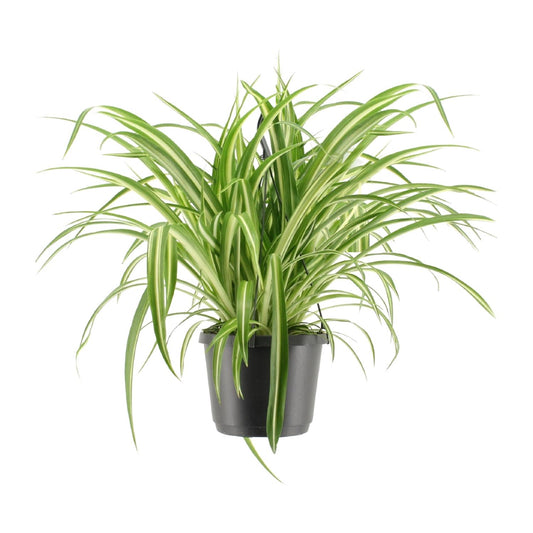 Chlorophytum comosum Variegatum – Pflegeleichte Hängeampel Ø17cm