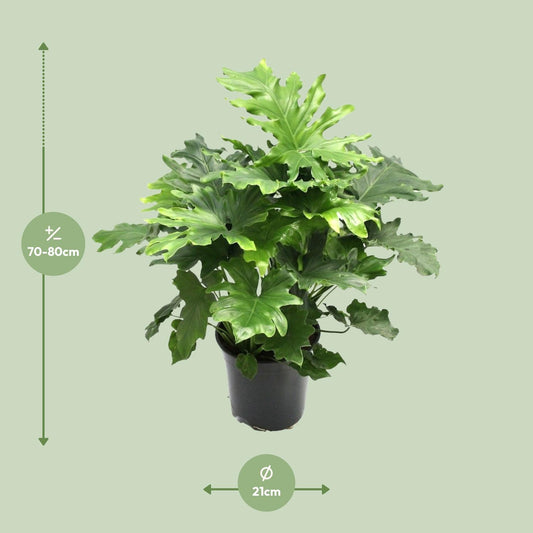 Philodendron Xanadu – Pflegeleichte tropische Zimmerpflanze Ø21cm