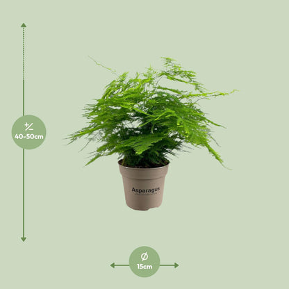 Asparagus Setaceus - Luftreinigende Zimmerpflanze Ø15cm