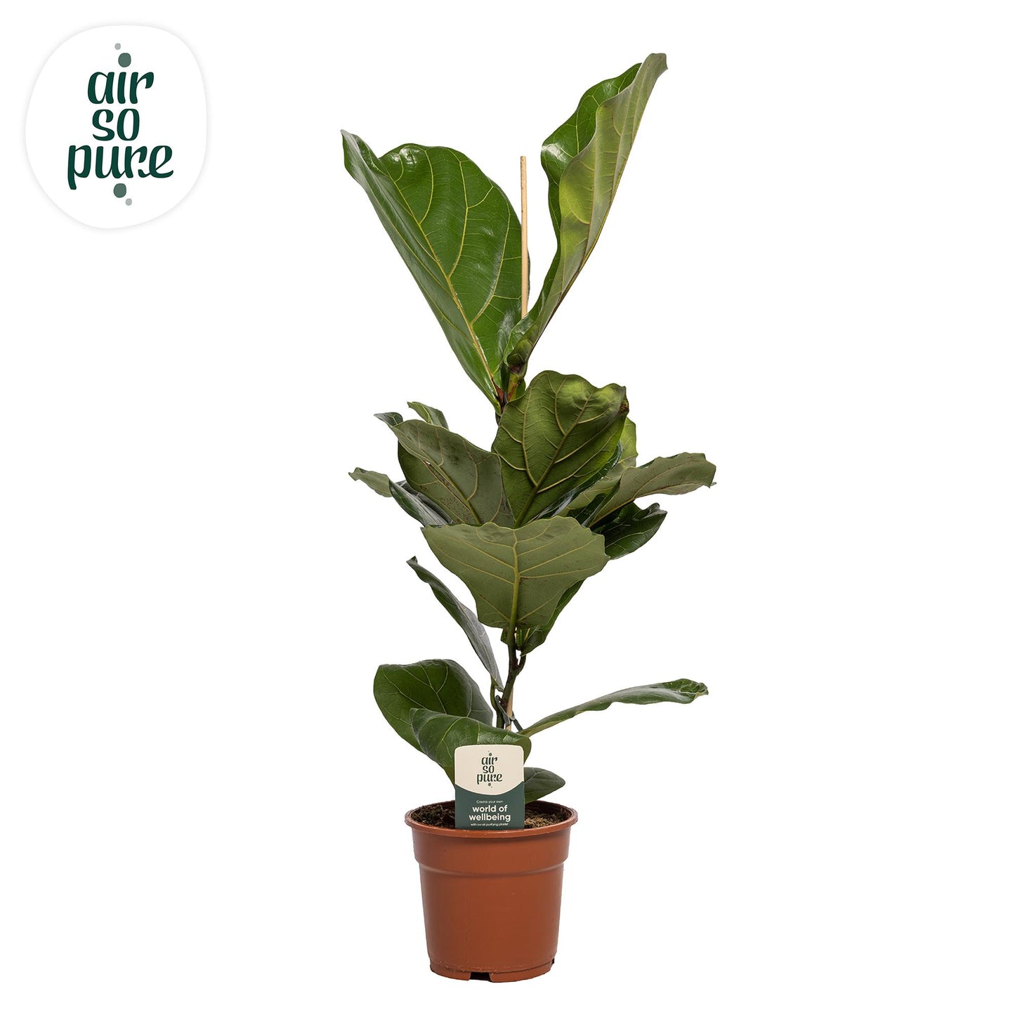 Ficus Lyrata – Pflegeleichter Trendsetter Ø17cm
