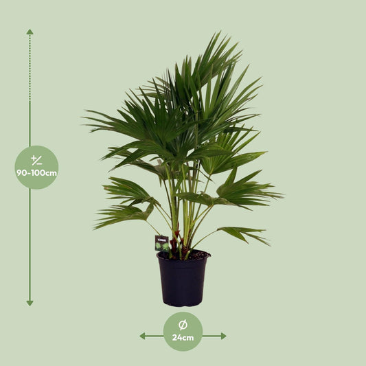 Livistona Chinensis – Pflegeleichte Fächerpalme Ø24cm