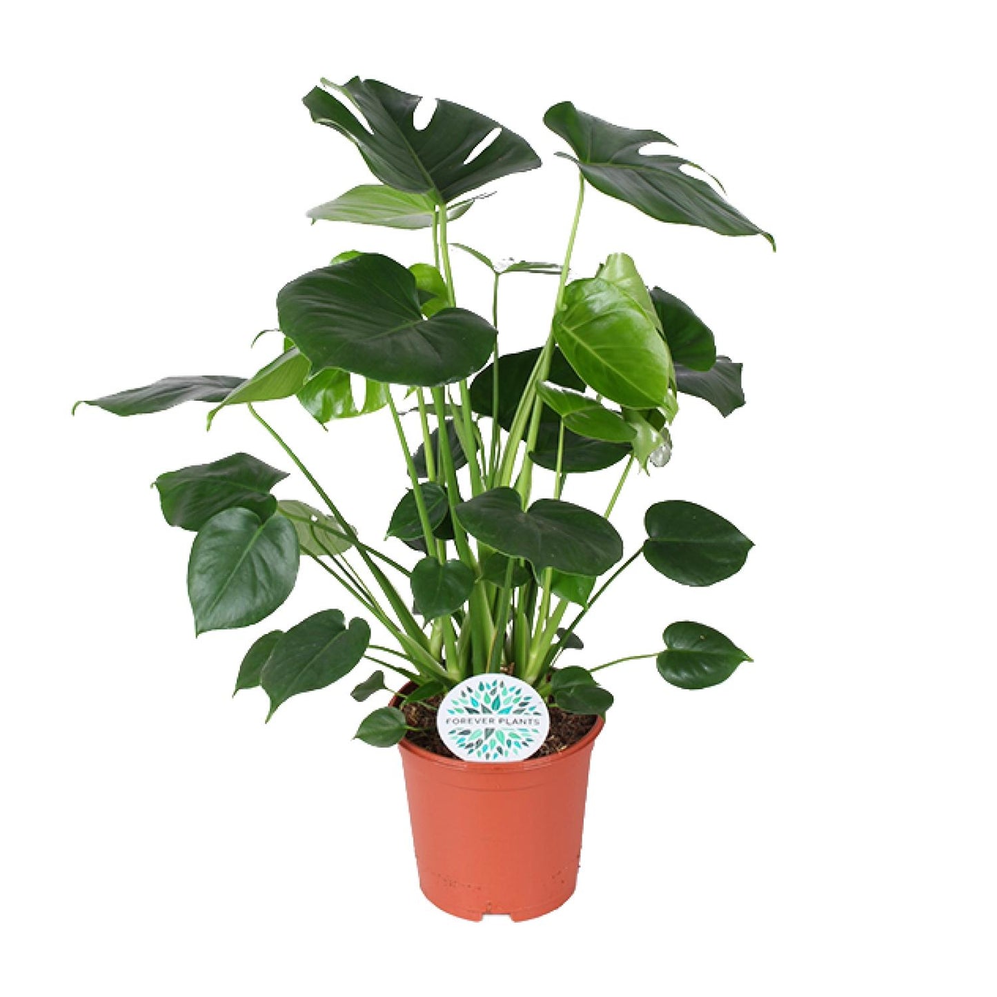 Monstera Deliciosa Ø21cm – Pflegeleichte Trendpflanze