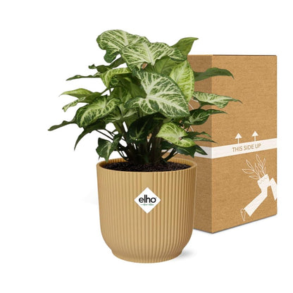 Syngonium Arrow – Pflegeleichtes Pfeilkraut im ELHO Vibes Fold 14cm Gelb
