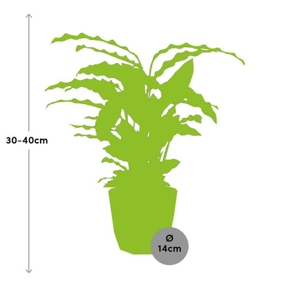 Calathea Rufibarba ‘Tropistar’ – Tropische Zimmerpflanze im ELHO Topf 14 cm