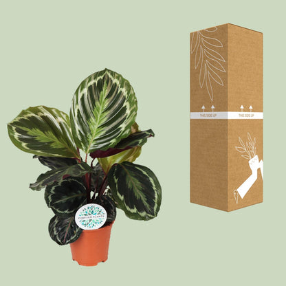Calathea Medallion – Exotische pflegeleichte Zimmerpflanze Ø14 cm