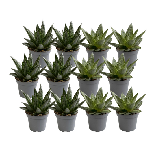 12er Aloe Mix – Pflegeleichte Sukkulenten für Zuhause
