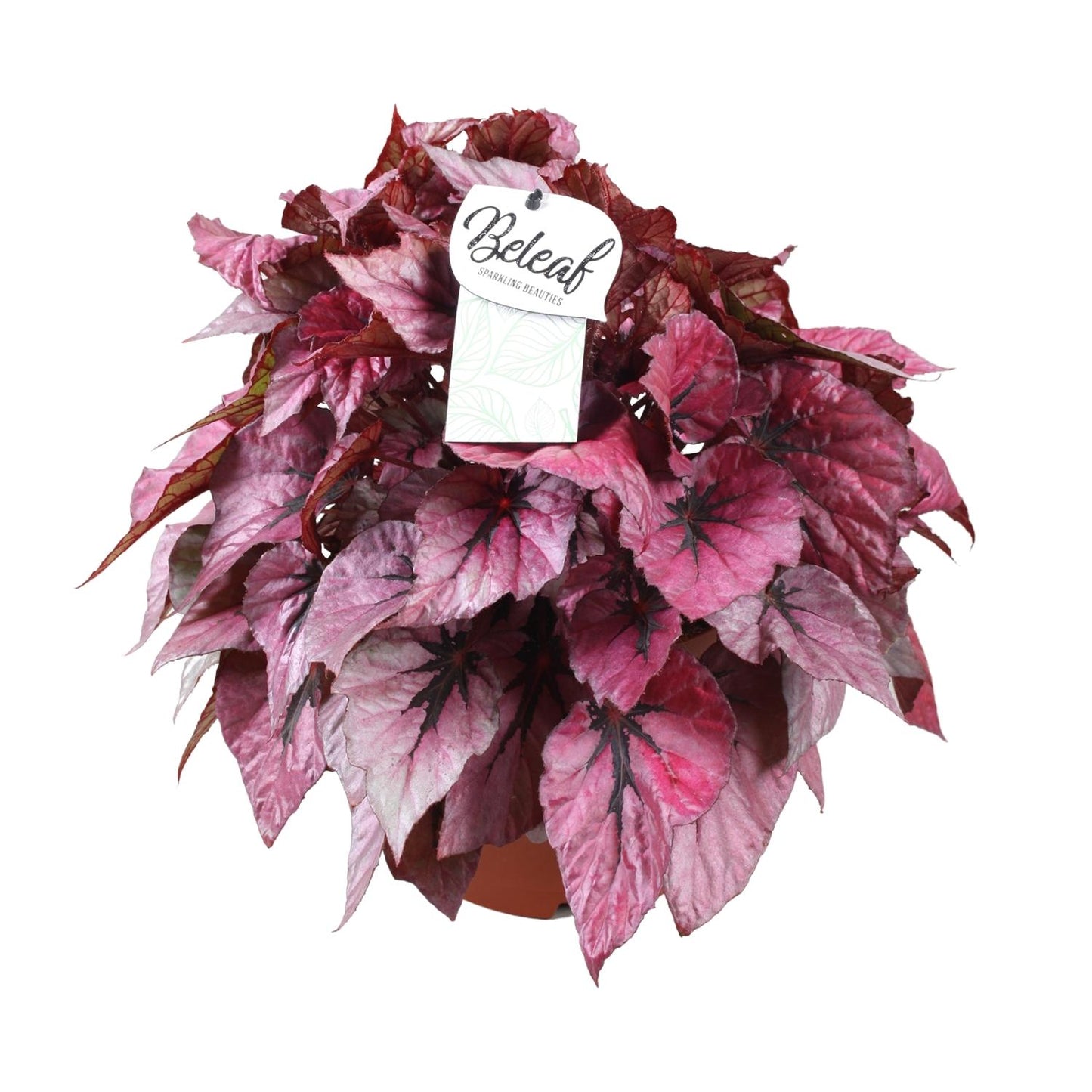 Begonia Beleaf Indian Summer – Farbintensive Zimmerpflanze Ø17cm