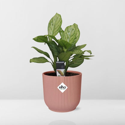 Aglaonema Christina in ELHO Vibes Fold 14cm rosa – Pflegeleichte Zimmerpflanze