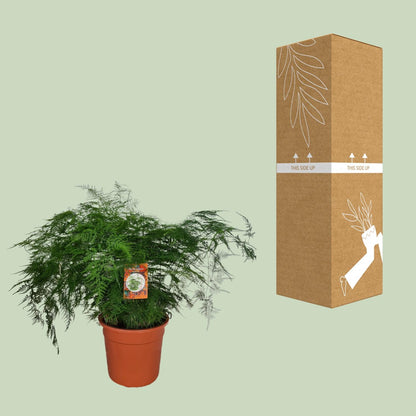 Asparagus Setaceus Ø27cm – Pflegeleichter Spargelfarn für Innenräume