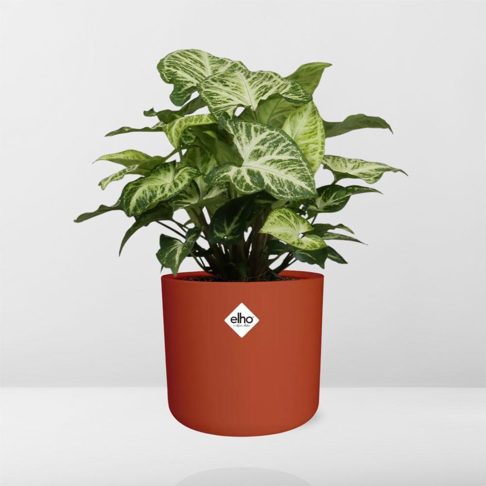 Syngonium Arrow – Pfeilblatt-Efeu in ELHO b.for soft Rond 14cm Brique