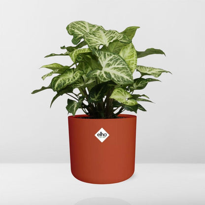 Syngonium Arrow – Pfeilblatt-Efeu in ELHO b.for soft Rond 14cm Brique