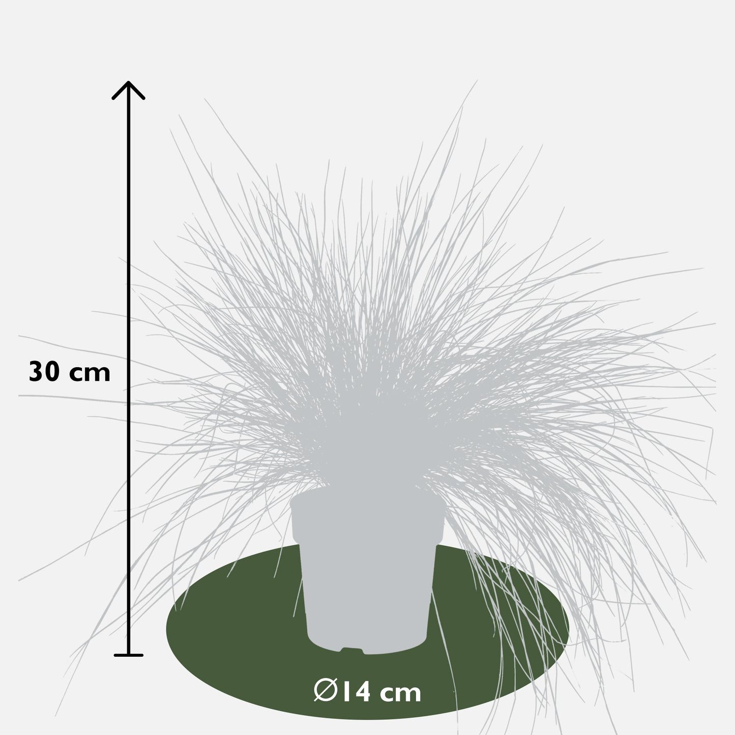 Festuca glauca Azura Blue – Silberblaues Ziergras Ø14cm