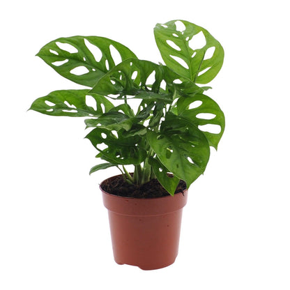 Monstera Monkey Leaf – Pflegeleichte Zimmerpflanze Ø12cm