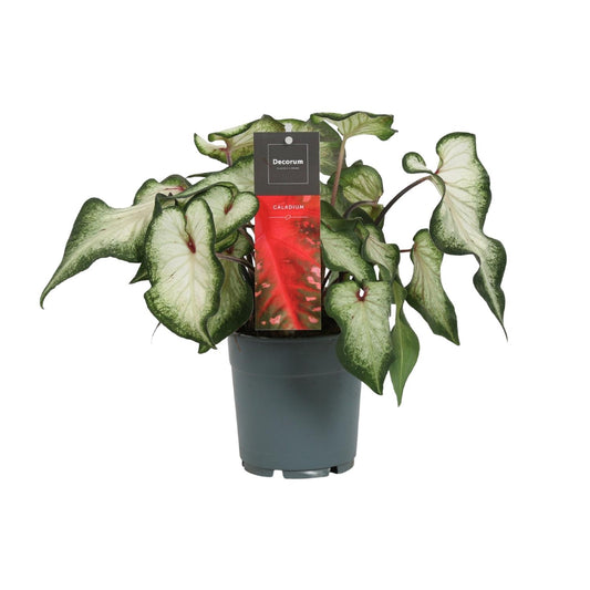 Caladium 'White Wonder' – Engelsflügel Zimmerpflanze Ø12cm