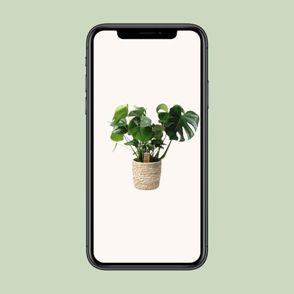 Monstera In Basket Palmleaf – Pflegeleichte Zimmerpflanze Ø21cm