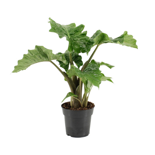 Alocasia Low Rider – Exotische, pflegeleichte Zimmerpflanze Ø17cm