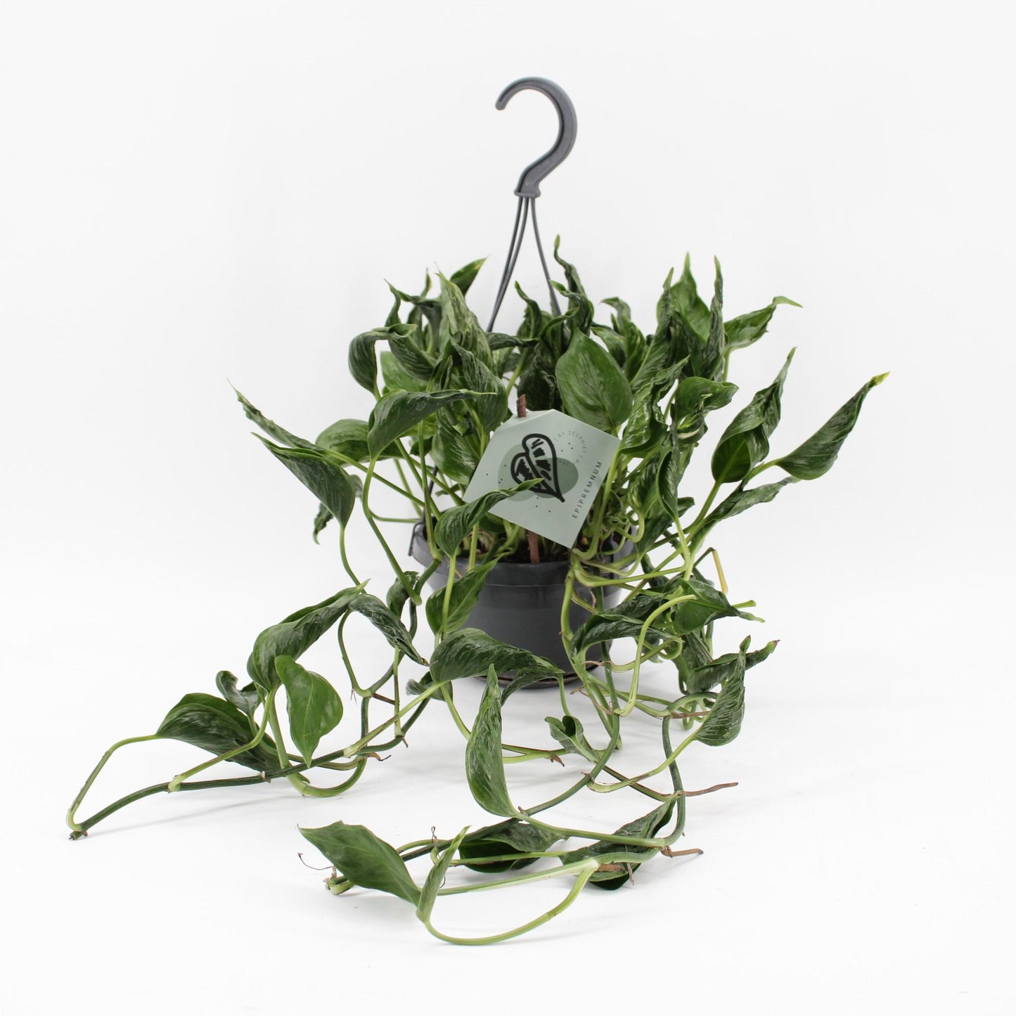 Epipremnum Pinnatum Aureum – Exotische Kletterpflanze Ø14cm
